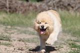 CHIEN FINNOIS DE LAPONIE 490